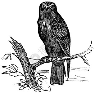 欧亚Hobby或Falco亚丁基古老雕刻脊椎动物生物野生动物动物学动物群生物学翅膀鸟类蚀刻古董图片