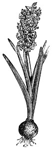 普通Hyacinth或Hyacinthus 东方古代雕刻艺术品植物绘画园艺植物群古董艺术树叶插图花园图片
