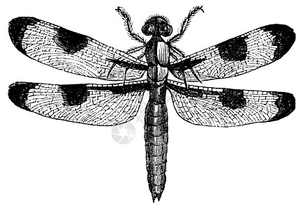 龙蝇三点三角形 古代雕刻艺术斑点绘画生活昆虫漏洞眼睛尾巴翅膀艺术品图片