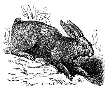 北兔或雪鞋哈雷长年雕刻古董插图艺术品蚀刻艺术野兔白色动物群动物天兔图片