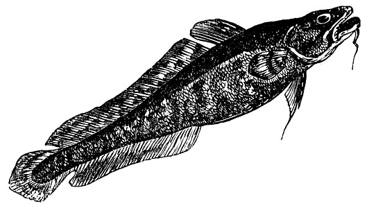 Burbot或Lota lota 古代雕刻海鲜脊椎动物绘画艺术品淡水荒野动物古董动物群食物图片