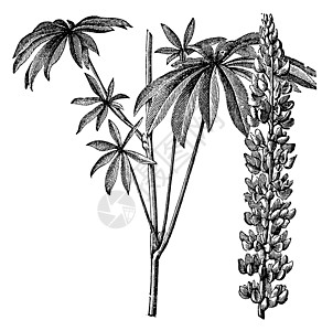 大型左大叶脂素或Lupinus多纤维素植物学植物插图雕刻侧柏草图绘画艺术品花朵艺术图片