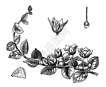 Moneywort 或古董雕刻艺术艺术品插图植物草本植物植物学蚀刻植物群树叶草图图片