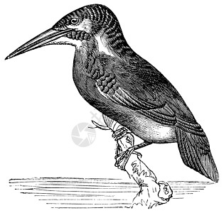 普通捕王或阿尔塞多是流行老古代雕刻生物学草图艺术插图蠓科羽毛动物群绘画鸟类脊椎动物图片