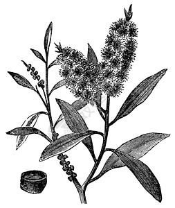 茶树油有白木千层白花健康插图生长蚀刻艺术叶子脆弱性绘画古董图片