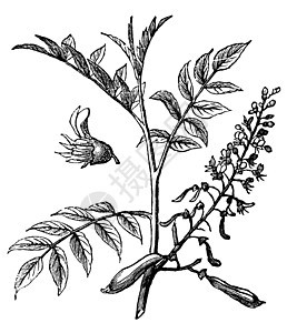 秘鲁 Balsam 或雕刻的老式插图i种子草本植物花园香味植物学艺术植物群药品绘画树叶图片