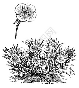 或密苏里月见草或 Ozark S插图雕刻绘画植物季节落日植物群叶子花瓣艺术品图片