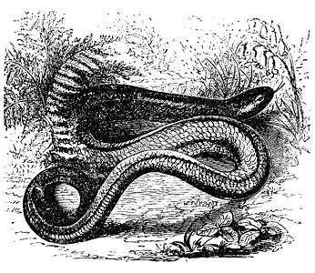 欧洲的奥韦特人或慢蠕虫 古董e荒野爬虫爬行动物痛苦蚀刻蜥蜴雕刻野生动物动物绘画图片