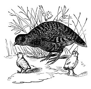 灰色鹧鸪或野生动物羽毛动物野鸡插图动物学动物群艺术品大道猎鸟图片