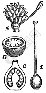 管道的各个部分 古老的雕刻学习花瓣植物学插图植物艺术蚀刻水平雌蕊绘画图片