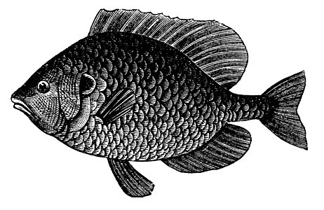 南瓜种子太阳鱼或古代雕刻蚀刻绘画动物群脊椎动物钓鱼食肉淡水古董动物插图图片