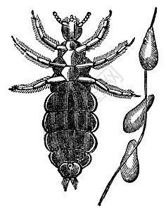 白粉虱头虱或人脑结膜炎的切刻绘画虱科寄生虫生物学插图艺术品昆虫艺术雕刻虱子插画