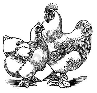 中国科钦或科钦chicken老古典家禽艺术品公鸡绘画雕刻翅膀食物动物群羽毛蚀刻图片