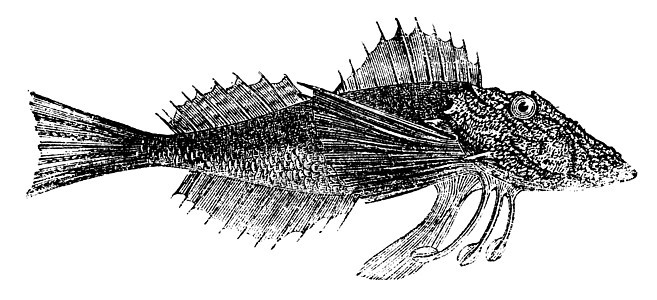 普通海洋Robin或古代雕刻古董草图艺术鲂鱼海鲜白色艺术品动物群生物蚀刻图片