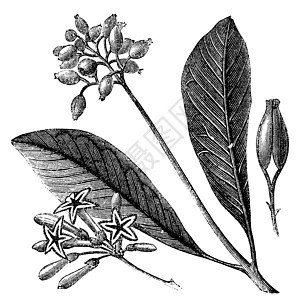 黄皮或Quina古董叶子艺术植物群白色蚀刻插图静脉黄色艺术品图片
