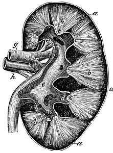 人类肾脏古代雕刻输尿管图表纸巾身体胸部器官插图生物蚀刻古董图片