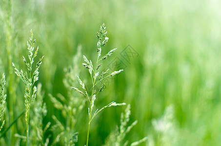 绿绿草叶子季节风景花园绿色植物群草地场地植物光束背景图片