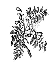 Sorbus 家佣或服务树龄雕刻植物群艺术品艺术吸附插图植物绘画草图树叶花梨木图片