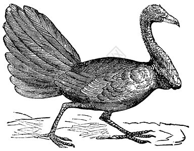 或Cuvier的笔记本 古典雕刻火鸡荒野鸟类动物翅膀季节艺术绘画刷子蚀刻图片