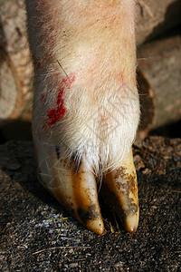 羊蹄指甲羊肉哺乳动物动物群农场图片