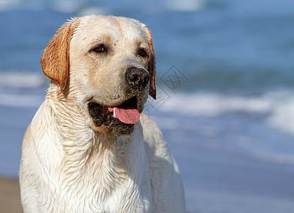 金狗仰望海洋的黄黄色拉布拉多猎犬宠物晴天朋友白色海滨黄色天空太阳波浪背景