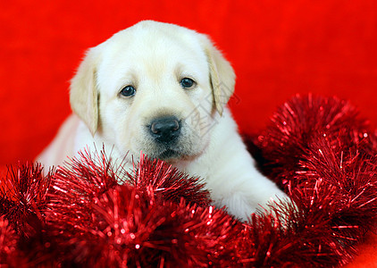 带新年(圣诞节)玩具的黄色拉布拉多小狗图片