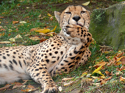 Cheetah 猎豹肖像捕食者斑点野生动物爪子动物猎人力量食肉哺乳动物速度图片