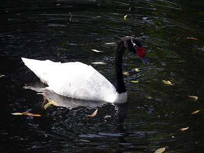 黑颈天鹅动物园脖子反射野生动物荒野池塘水禽白色图片