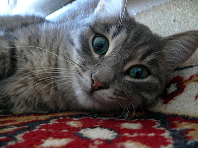 猫看镜头耳朵头发灰色宠物眼睛鼻子说谎乐趣毛皮猫科动物图片