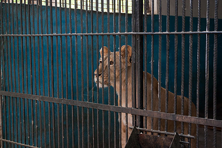 动物园狮子座动物群金属材料酒吧钥匙细胞帮助眼睛毛皮悲伤图片