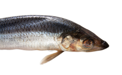 在白色背景上隔离的盐火林海鲜野生动物居住鲱鱼钓鱼海洋尾巴营养眼睛食物图片