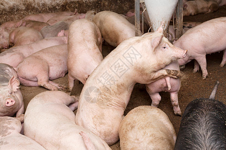 养猪场农场产业屠宰配种动物猪肉工业母猪猪圈团体图片