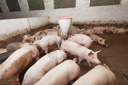养猪场农场谷仓猪肉饲养动物配种产业小猪哺乳动物母猪图片