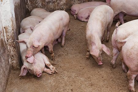 养猪场鼻子农场配种猪肉屠宰哺乳动物猪圈工业团体谷仓图片