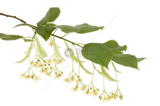 林德草本植物宏观白椴绿色叶子草药枝条植物图片