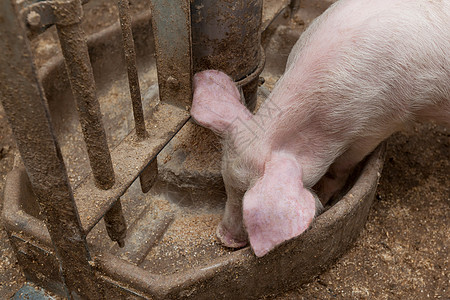 养猪场猪肉鼻子饲养母猪公猪农场谷仓配种哺乳动物小猪图片