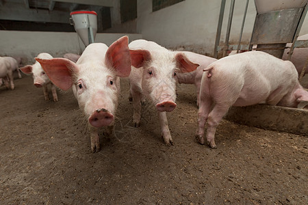养猪场哺乳动物配种动物小猪猪圈猪肉饲养鼻子母猪工业图片