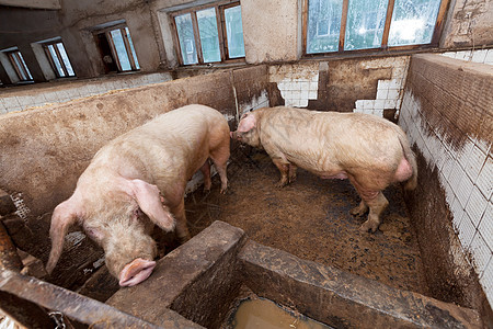 旧野猪农场公猪工业农庄饲养谷仓哺乳动物乡村猪肉猪圈图片