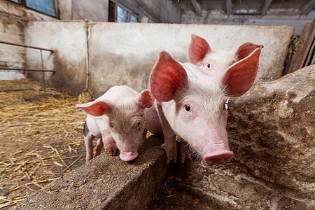 养猪场小猪配种谷仓动物母猪猪肉工业团体农场饲养图片