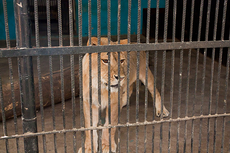 动物园狮子座睫毛钥匙动物学监狱金属眼睛花园毛皮动物群酒吧图片