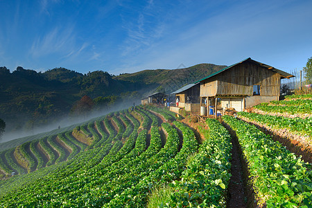 美丽的草莓农场和山上的泰海农庄图片