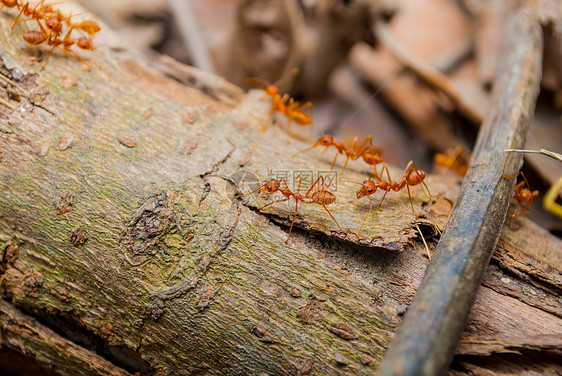 红蚂蚁在木原木上行走图片