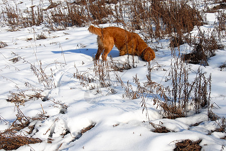 雪中的狗晴天公园动物犬类阳光金子猎人猎犬朋友隐藏图片