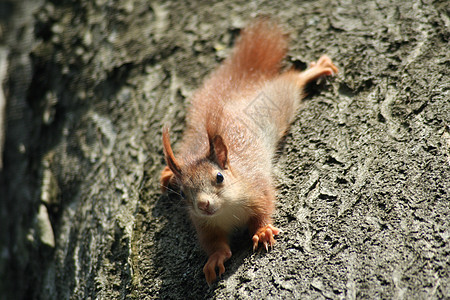 婴儿松鼠动物生物棕色尾巴森林坚果食物红色营养哺乳动物图片
