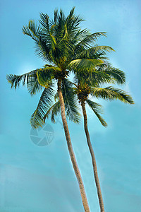 泰国海岸两棵椰子棕榈树图片