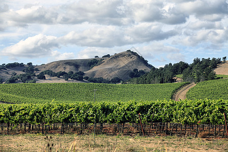 加州纳帕庄园葡萄园绿色地区风景农村场地生长乡村旅游酒厂图片