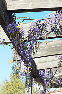 西部地区花朵紫色活力花瓣白色天空蓝色薰衣草园艺植物图片