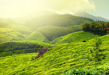 茶叶种植园场景高地丘陵山脉树叶风景农作物天空生长叶子图片