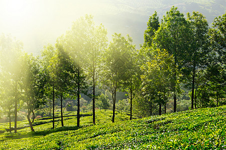 茶叶种植园茶园场景晴天农场丘陵生育力植物叶子树叶山脉图片