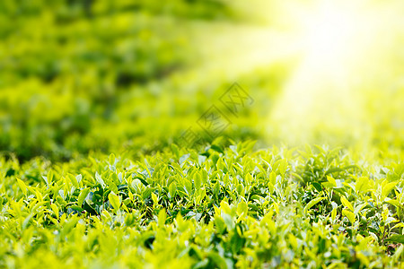 茶芽和叶子焦点种植园背景选择性活力宏观树叶特写绿色图片